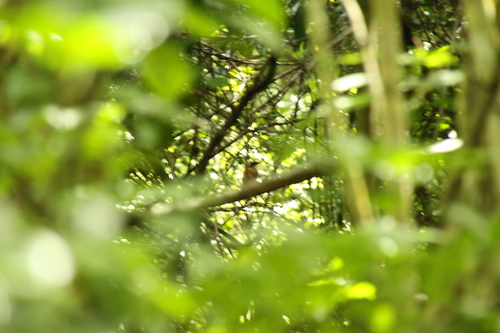 (c) manatok, some rights reserved (CC BY-NC), uploaded by manatok iNaturalist image