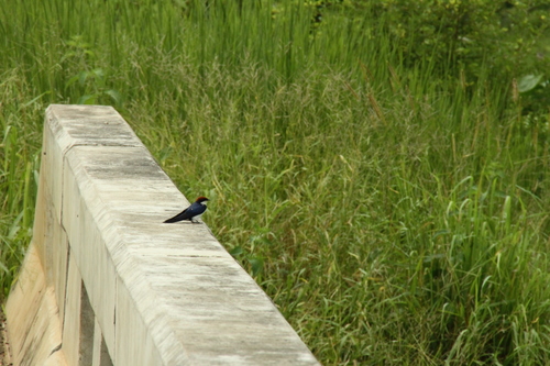 Wire-tailed Swallow