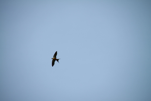 Mosque Swallow