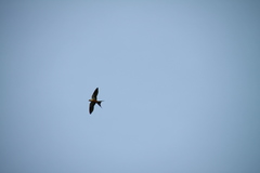 Cecropis senegalensis