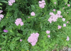 Achillea distans stricta