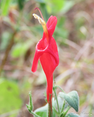 Ruellia asperula