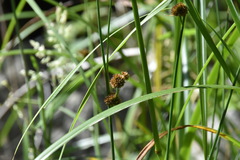 Juncus bolanderi