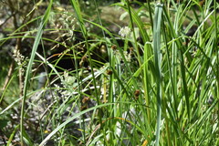 Juncus bolanderi