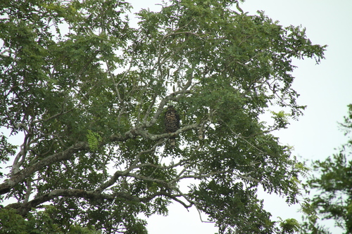 Crowned Eagle