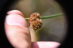 Juncus bolanderi