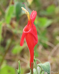 Ruellia asperula