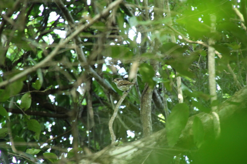Smithornis capensis conjunctus