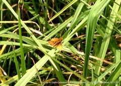 Ancyloxypha melanoneura