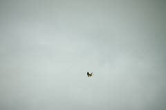 Chrysococcyx cupreus