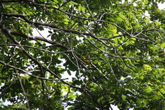Erythrocercus livingstonei