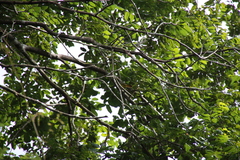 Erythrocercus livingstonei