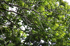 Erythrocercus livingstonei