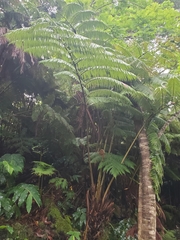 Cibotium glaucum