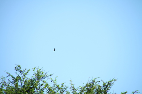iNaturalist image