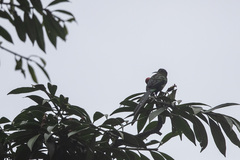 Nectarinia purpureiventris