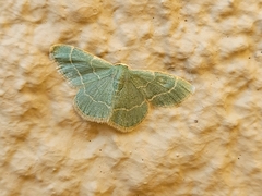 Chlorochlamys phyllinaria