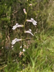 Lobelia appendiculata