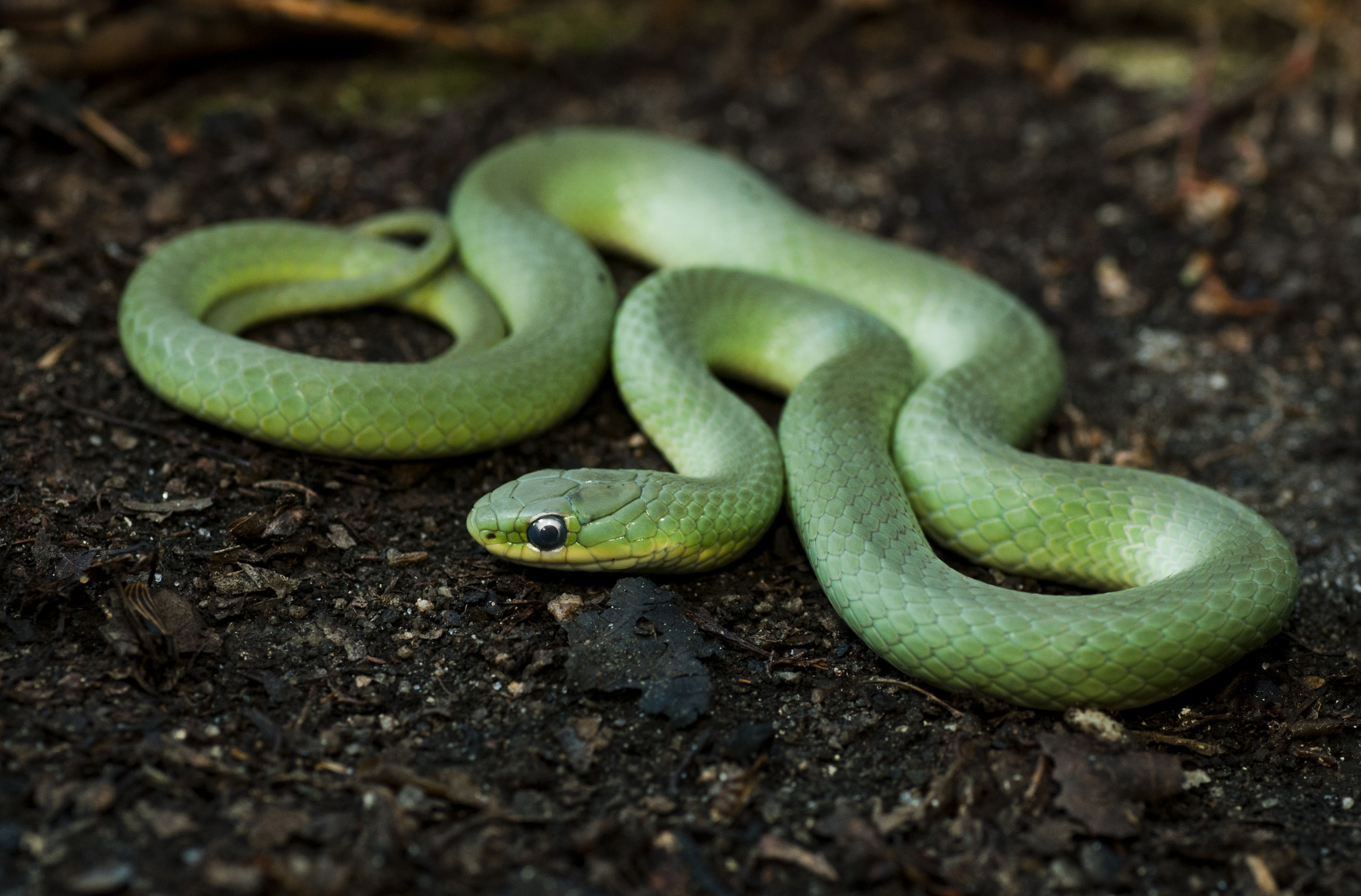 Smooth Green Snake - Virginia Snake Removal