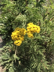 Tanacetum vulgare
