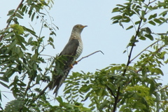 Cuculiformes