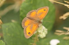 Pyronia tithonus