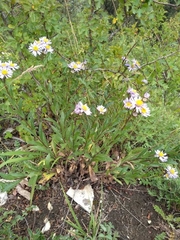 Aster amellus
