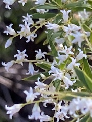 Leucopogon pimeleoides