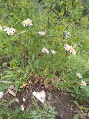 Aster amellus