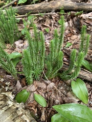 Huperzia lucidula image
