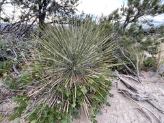 Yucca baileyi