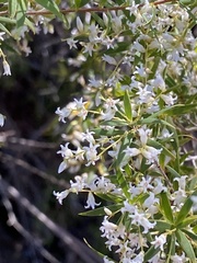 Leucopogon pimeleoides