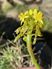 Bulbine narcissifolia