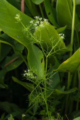 Ptilimnium ahlesii