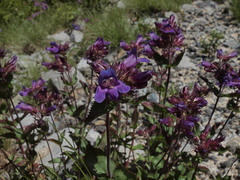Penstemon serrulatus