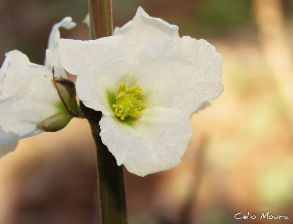 Ruffled Sword Plant