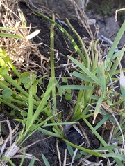 Bulbine narcissifolia