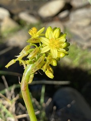 Bulbine narcissifolia