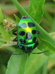 Chrysocoris stollii