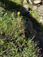 Bulbine narcissifolia