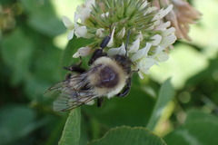 Bombus impatiens