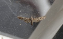 Eupithecia nanata