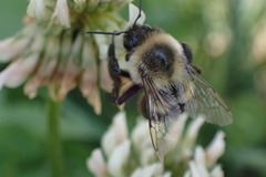 Bombus impatiens