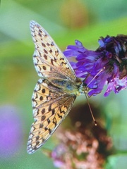 Argynnis niobe