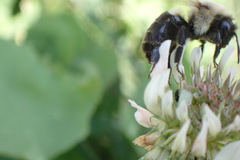 Bombus impatiens