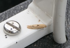 Blastobasis lacticolella