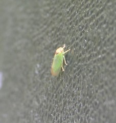 Iassus lanio