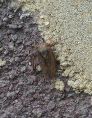 Iassus lanio