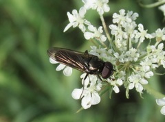 Cheilosia carbonaria
