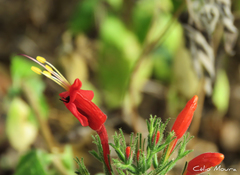 Ruellia asperula
